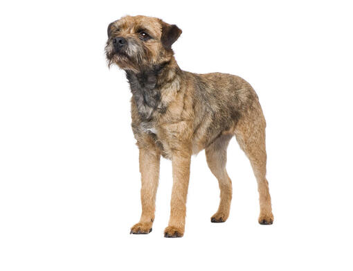 Border terrier hot sale toy